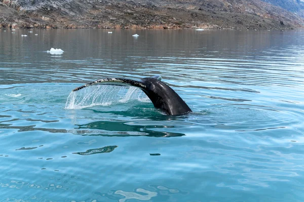 Humpback Whale Arctic Ocean Greenland — Stock Photo, Image