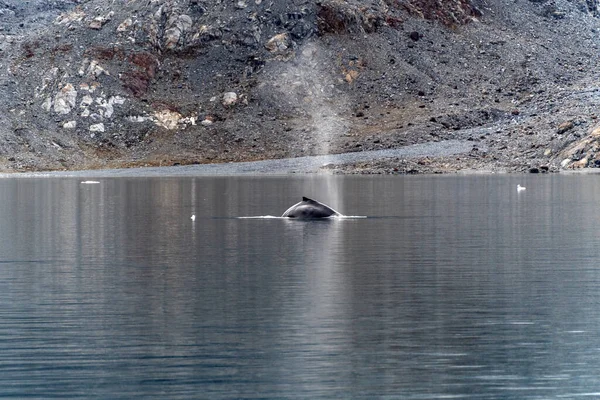 北冰洋绿地的座头鲸 — 图库照片