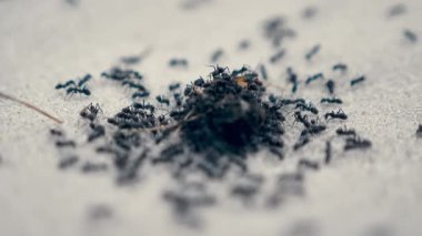 Bir grup karıncanın yemek yediği makro çekim..