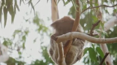 Vahşi Koala, yerli bir Avustralya okaliptüs ağacının çatalları arasında uyuyor. Doğal vahşi yaşam..