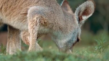 Kanguru ailesi birlikte dinleniyor. Vahşi yaşam ve Avustralya Turizmi