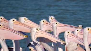 Büyük bir pelikan grubu besleniyor..