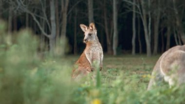Kanguru ailesi birlikte dinleniyor. Vahşi yaşam ve Avustralya Turizmi