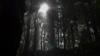 Güneş alevleri ağaç gövdelerini delip geçiyor, sürgülü kamera görüntüleri. Böcekler ışığa doğru uçar. Güzel güneş ışınları kozalaklı bir ormanı canlı yeşil tonlarda aydınlatıyor, gerçek zamanlı dolly shot