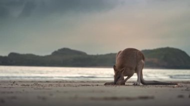 Gün doğumunda Queensland 'daki Cape Hillsborough Ulusal Parkı' ndaki sahil sahilinde yaban kangurusu. 4K UHD 'deki manzaralı turistik bir hayvan besleme ailesinin sinematik doğa belgeseli