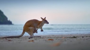 Anne kesesinde bebek kanguru. Gün doğumunda Queensland 'daki Cape Hillsborough Ulusal Parkı' ndaki sahil sahilinde yaban kangurusu. Sinematik doğa belgeseli.