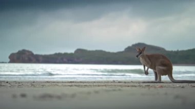 Gün doğumunda Queensland 'daki Cape Hillsborough Ulusal Parkı' ndaki sahil sahilinde yaban kangurusu. 4K UHD 'deki manzaralı turistik bir hayvan besleme ailesinin sinematik doğa belgeseli