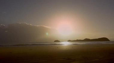 Queensland, Cape Hillsborough Ulusal Parkı 'ndaki kumlu sahilde gün doğumunda beslenen kangurular ve yabani kangurular. 4K UHD ile mücadele eden bir turist hayvan ailesinin doğa belgeseli.