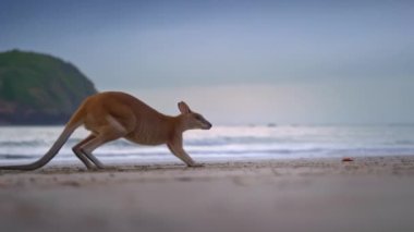 Gün doğumunda Queensland 'daki Cape Hillsborough Ulusal Parkı' ndaki sahil sahilinde yaban kangurusu. 4K UHD 'deki manzaralı turistik bir hayvan besleme ailesinin sinematik doğa belgeseli