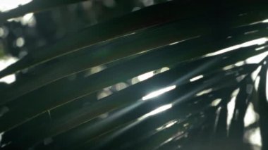 Ficus benjamina bonsai ağacında parıldayan LEN FLARE Sabah güneşi. Ağlayan incirin yemyeşil yaprakları ve gözetleyen güneş ışınları. Kapalı alandaki güzel yeşil bitkinin yakın görüntüsü.