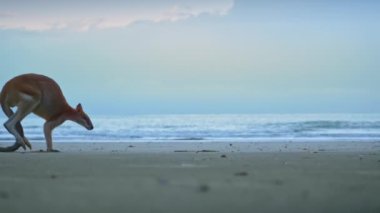 Gün doğumunda Queensland 'daki Cape Hillsborough Ulusal Parkı' ndaki sahil sahilinde yaban kangurusu. 4K UHD 'deki manzaralı turistik bir hayvan besleme ailesinin sinematik doğa belgeseli