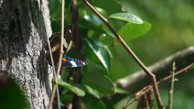 Kelebek uçuyor ve mor çiçeklerden tatlı nektar içiyor. Ağır çekimde Globe amaranth. Yaklaş, makro manzara. Yazın gelişi, çiçeklenme ve tozlaşma konsepti.