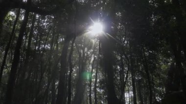 Güneş alevleri ağaç gövdelerini delip geçiyor, sürgülü kamera görüntüleri. Böcekler ışığa doğru uçar. Güzel güneş ışınları kozalaklı bir ormanı canlı yeşil tonlarda aydınlatıyor, gerçek zamanlı dolly shot