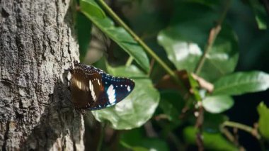 Kelebek uçuyor ve mor çiçeklerden tatlı nektar içiyor. Ağır çekimde Globe amaranth. Yaklaş, makro manzara. Yazın gelişi, çiçeklenme ve tozlaşma konsepti.