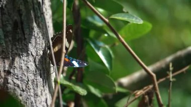 Kelebek uçuyor ve mor çiçeklerden tatlı nektar içiyor. Ağır çekimde Globe amaranth. Yaklaş, makro manzara. Yazın gelişi, çiçeklenme ve tozlaşma konsepti.