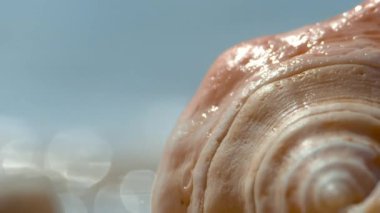 Açık pembe, kum ve arka ışık ile güzel deniz kabukları, rotasyon, siyah arka plan üzerinde.