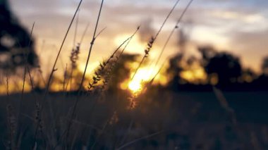 Orta Avustralya. Outback Red Center, Kuzey Bölgesi 'ndeki ikonik eğlence merkezi. Alice Springs yakınlarında..