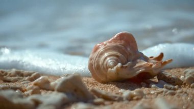 Açık pembe, kum ve arka ışık ile güzel deniz kabukları, rotasyon, siyah arka plan üzerinde.