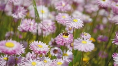 Bir arı bir karahindibadan polen toplar. pembe çiçek