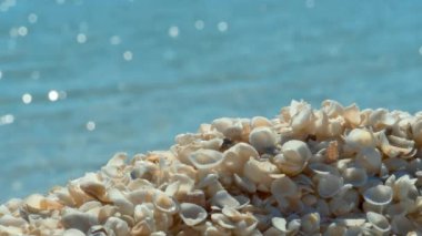 Deniz kabuklarını sahilde kapatın Avustralya mercan kıyısı deniz kabuğu sahili Shark Bay batı Avustralya 'da..