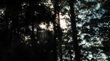 Güneş ışığı lensleri öğleden sonra ya da sabah bir ağacın yaprakları arasında parlar. Yeşillikte benekli ışık ile gün batımı, yavaş çekim okaliptüs.