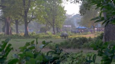 Sırtına bir kuş tünemiş vahşi Hint gergedanı - 120fps Yavaş Hareket Görüntüsü.