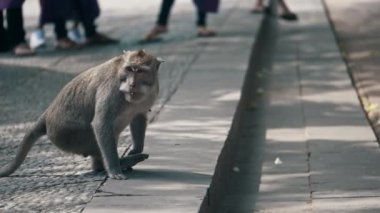Uzun Kuyruklu Maymun Primatları Kutsal Maymun Ormanı, Ubud, Bali Endonezya 'daki Sığınaklarında Tımarlanıyor. Yakın çekim..