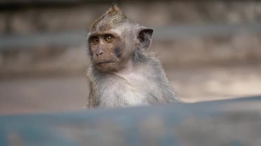 Uzun Kuyruklu Maymun Primatları Kutsal Maymun Ormanı, Ubud, Bali Endonezya 'daki Sığınaklarında Tımarlanıyor. Yakın çekim..