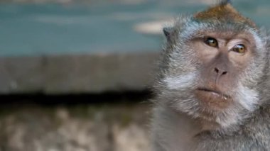 Uzun Kuyruklu Maymun Primatları Kutsal Maymun Ormanı, Ubud, Bali Endonezya 'daki Sığınaklarında Tımarlanıyor. Yakın çekim..