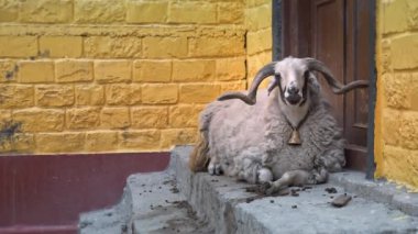 Mouflon 'a yaklaş, kafasını kameraya doğru çevir. Mouflon ağır çekimin portresi NEPAL