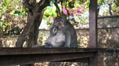 Uzun Kuyruklu Maymun Primatları Kutsal Maymun Ormanı, Ubud, Bali Endonezya 'daki Sığınaklarında Tımarlanıyor. Yakın çekim..