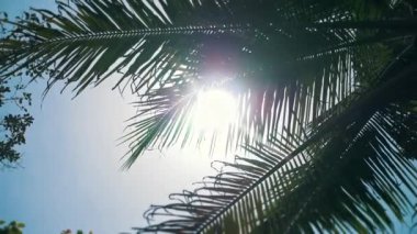 Güneşin güzel manzarası yağmurlu bir günden sonra palmiye yapraklarında parlar..