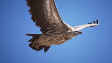 Swainsonlar Hawk Utah 'ın vahşi doğasında gökyüzünde ağır çekimde süzülerek uçuyor. Kartal, British Columbia 'da balık yakalıyor ve besleniyor. Kanada Altın Kartalı yavaş çekimde gökyüzünde uçuyor.