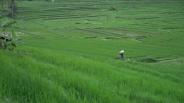 Bali pirinç tarlaları, yeşil bahar çimenleri. Bali pirinç tarlaları. Endonezya turizm tatil beldesi