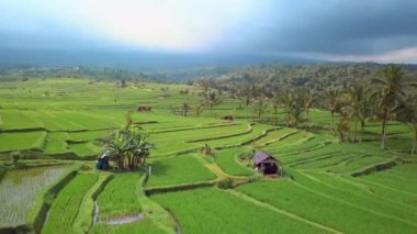Ubud yakınlarındaki Jatiluwih Bali pirinç tarlalarının havadan görünüşü. Endonezya 'da pirinç tarlaları, balerin kırsal kesimi. İHA Bali 4K. Endonezya turizm tatil beldesi