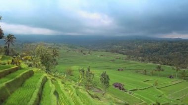 Ubud yakınlarındaki Jatiluwih Bali pirinç tarlalarının havadan görünüşü. Endonezya 'da pirinç tarlaları, balerin kırsal kesimi. İHA Bali 4K. Endonezya turizm tatil beldesi