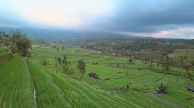 Ubud yakınlarındaki Jatiluwih Bali pirinç tarlalarının havadan görünüşü. Endonezya 'da pirinç tarlaları, balerin kırsal kesimi. İHA Bali 4K. Endonezya turizm tatil beldesi