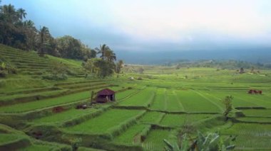 Ubud yakınlarındaki Jatiluwih Bali pirinç tarlalarının havadan görünüşü. Endonezya 'da pirinç tarlaları, balerin kırsal kesimi. İHA Bali 4K. Endonezya turizm tatil beldesi