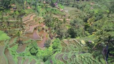 Ubud yakınlarındaki Jatiluwih Bali pirinç tarlalarının havadan görünüşü. Endonezya 'da pirinç tarlaları, balerin kırsal kesimi. İHA Bali 4K. Endonezya turizm tatil beldesi