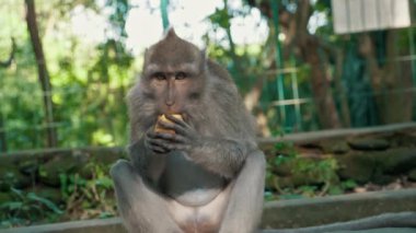 Uzun Kuyruklu Maymun Primatları Kutsal Maymun Ormanı, Ubud, Bali Endonezya 'daki Sığınaklarında Tımarlanıyor. Yakın çekim..