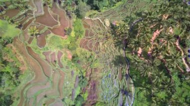 Ubud yakınlarındaki Jatiluwih Bali pirinç tarlalarının havadan görünüşü. Endonezya 'da pirinç tarlaları, balerin kırsal kesimi. İHA Bali 4K. Endonezya turizm tatil beldesi