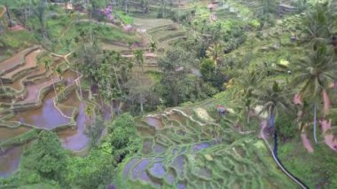 Ubud yakınlarındaki Jatiluwih Bali pirinç tarlalarının havadan görünüşü. Endonezya 'da pirinç tarlaları, balerin kırsal kesimi. İHA Bali 4K. Endonezya turizm tatil beldesi