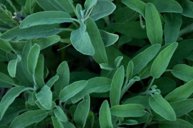 Sage plant close up view, officinal herbs, gardening concept. Nature plant background clipart