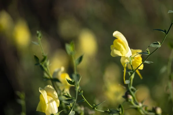 stock image Close up of blossom yellow wildflowers, relaxing nature view in warm colors