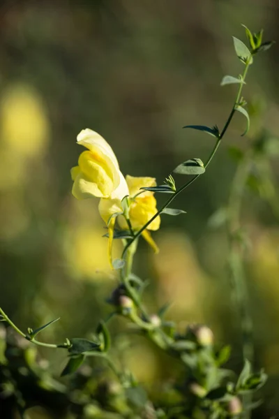 Çiçeklere Yakın Sarı Kır Çiçekleri Rahatlatıcı Doğa Manzarası Ilık Renklerde — Stok fotoğraf