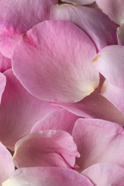 Petali di rose, çiçek arkaplanı, romantik konsept
