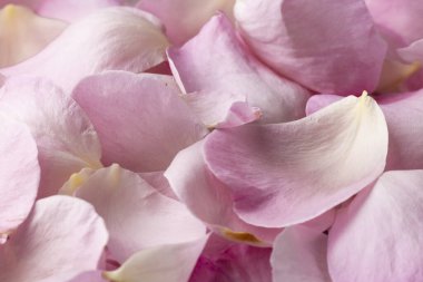 Petali di rose, çiçek arkaplanı, romantik konsept