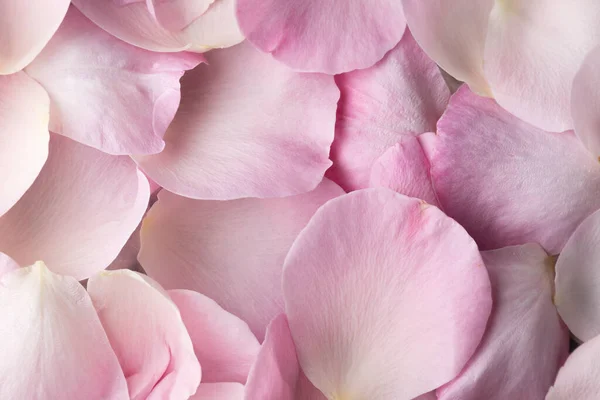 Vue Rapprochée Petali Rose Fond Floral Concept Romantique — Photo