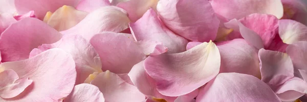 Vue Rapprochée Petali Rose Fond Floral Concept Romantique — Photo