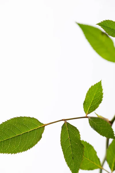 白色背景上明亮的绿叶 有文字空间的自然花卉背景 — 图库照片